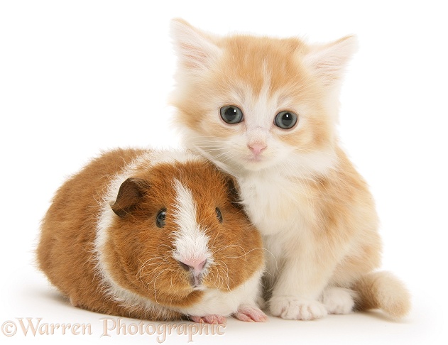 Red-and-white Rex Guinea pig, 6 weeks old, with red-silver Maine Coon-cross kitten, white background