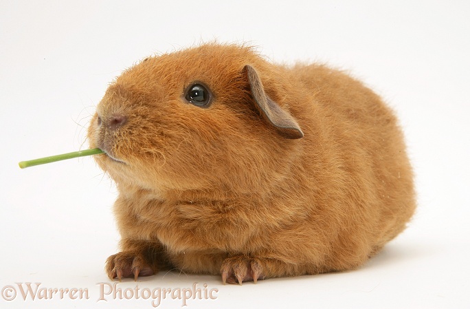 Young red Rex Guinea pig, 6 weeks old, white background