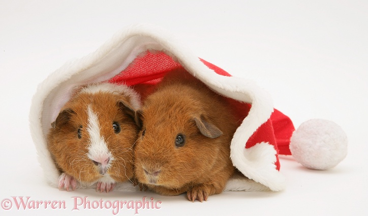 Young red Rex Guinea pigs, 6 weeks old, in a Santa hat, white background