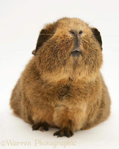 Female red agouti Guinea pig, Autumn, white background