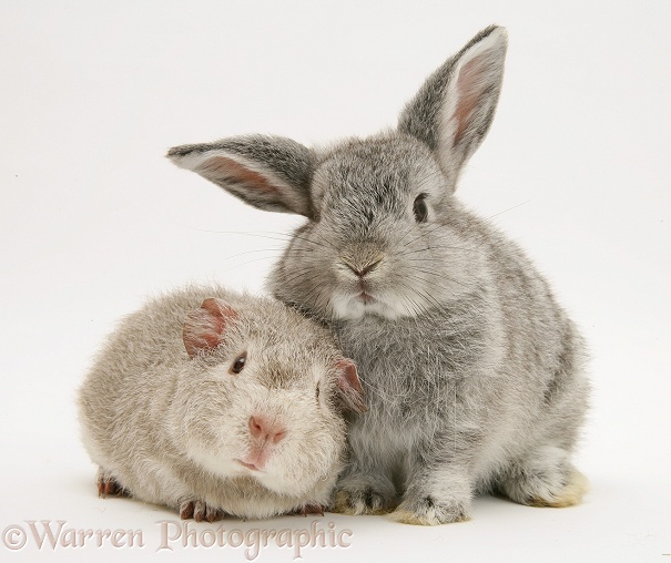 Young silver Rex Guinea pig and baby silver Lop rabbit, white background