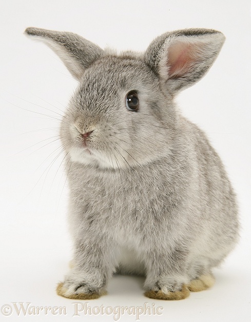 Young silver Lop rabbit, white background