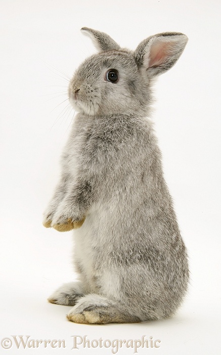 Young silver Lop rabbit, white background