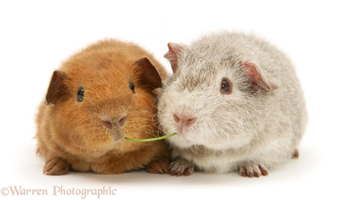 Young red and silver Rex Guinea pigs, 6 weeks old, eating the same grass stalk, white background
