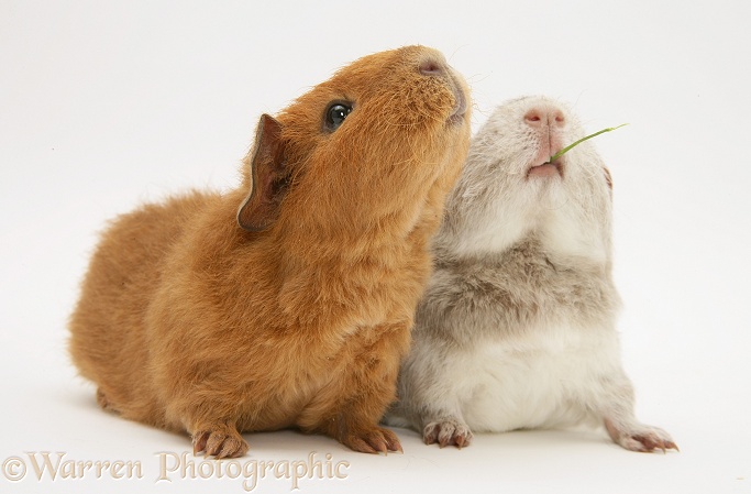 Young red and silver Rex Guinea pigs, 6 weeks old, eating a grass stalk, white background