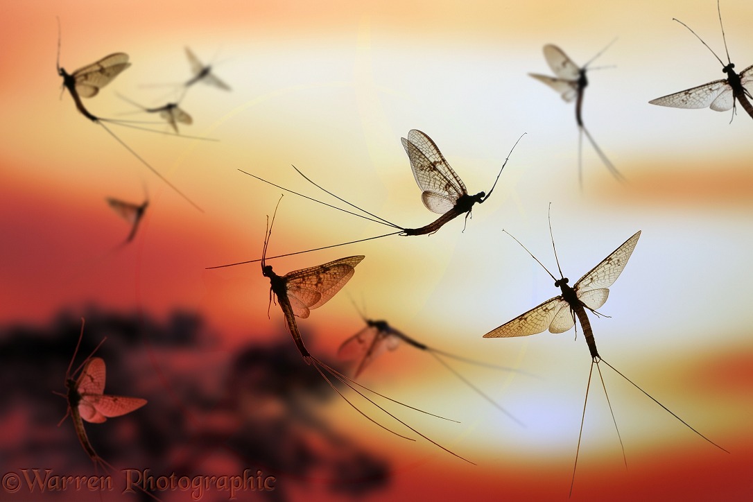 Mayfly or 'Green Drake' (Ephemera danica) males on the wing at sunset