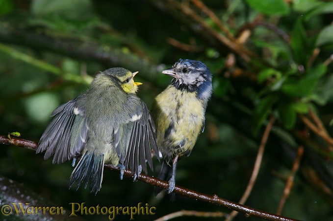 Blue Tit (Parus caeruleus) parent feeding young on a rainy day