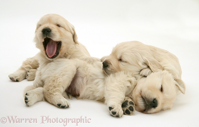 Three sleepy Golden Retriever pups, one yawning, white background