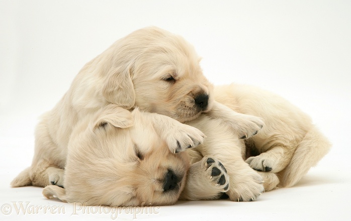 Two sleepy Golden Retriever pups, white background