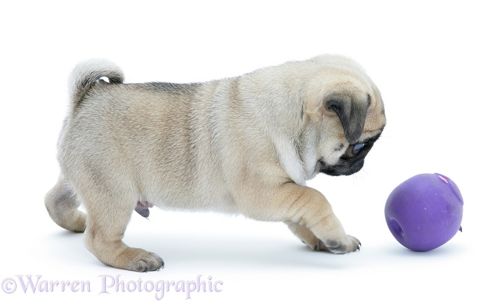 Silver Pug pup, 7 weeks old, playing with a squeaky ball, white background
