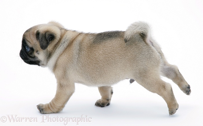Silver Pug pup, 7 weeks old, running, white background