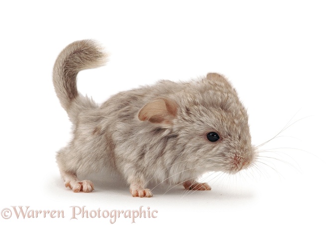 Baby fawn Chinchilla, 2 days old, white background