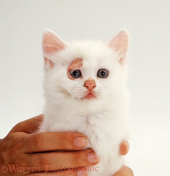 Ringworm lesions on white kitten, white background