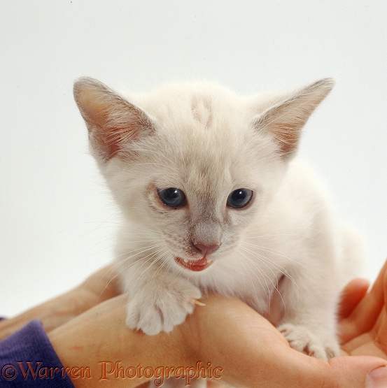 Lilac Tonkinese kitten with ringworm lesions on head and face, white background