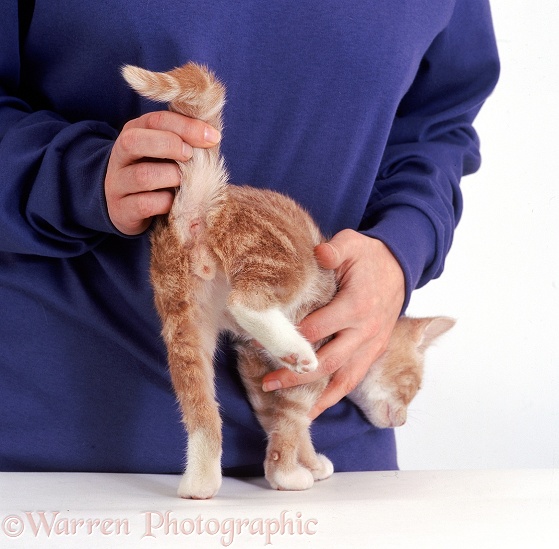 Sexing a kitten; male (gingers are not always male), white background