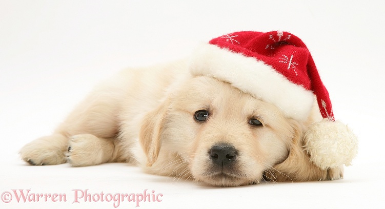 Golden Retriever pup wearing a Santa hat, white background