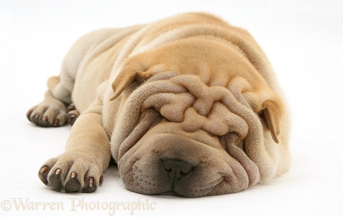 Shar-pei pup, Beanie, asleep, white background