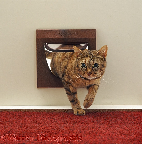 Tabby cat Dainty, coming through the cat flap