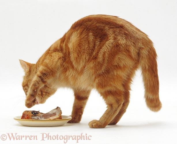 Red tabby female cat, Glenda, food-covering a dish of pilchards after licking off all the tomato sauce, white background
