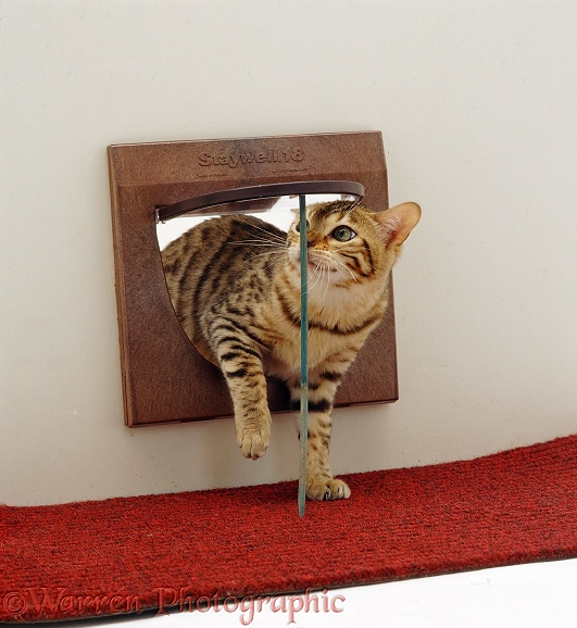 Young Brown Spotted Bengal cat, sniffing the stick as he comes through the propped up cat flap, white background