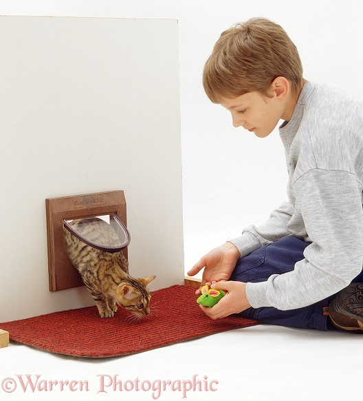 Joseph training young Brown Spotted Bengal cat to come through the cat flap, white background