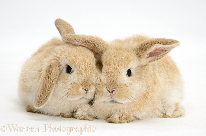 Baby sandy Lop rabbits, white background
