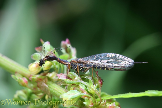 Snake Fly (Raphidia notata) female eating an aphid on dock