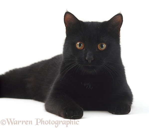 Portrait of black male cat Austin, white background