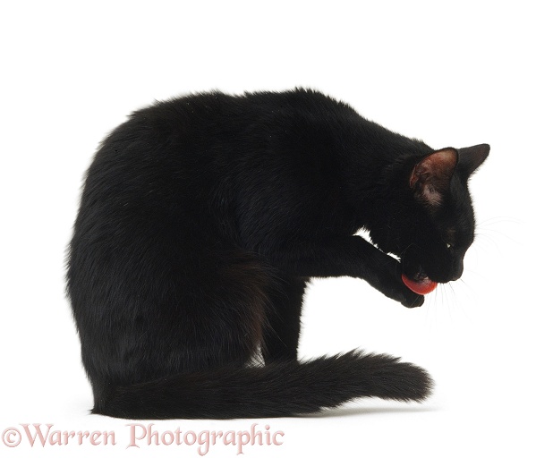 Black cat, Rosie, licking her paw, white background