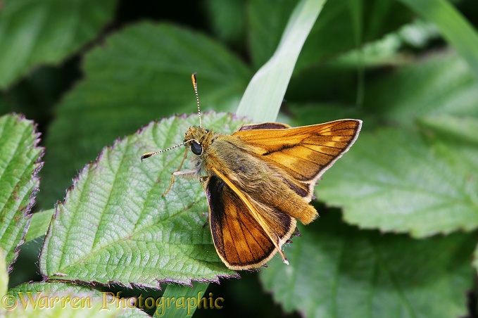 Large Skipper Butterfly (Ochlodes venata) male sunning on a bramble leaf