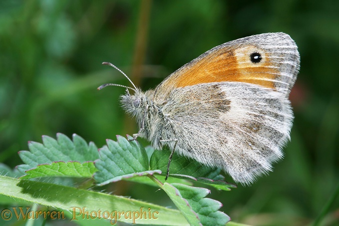 Small Heath Butterfly (Coenonympha pamphilus) resting on downland turf