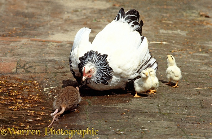 Light Sussex Bantam hen defending her chicks from a Brown Rat (Rattus norvegicus)