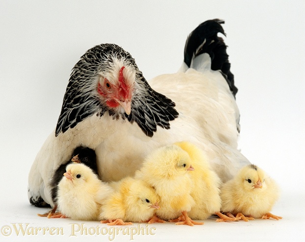 Light Sussex bantam hen and chicks, white background