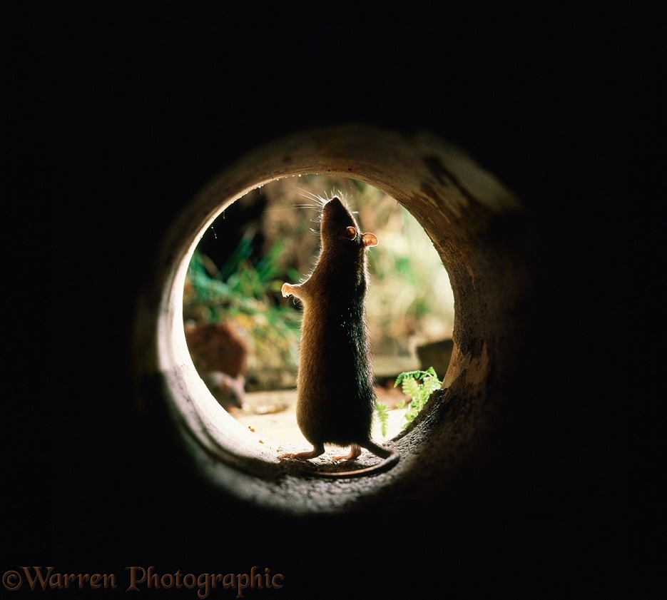 Brown rat (Rattus norvegicus) standing at entrance to drain