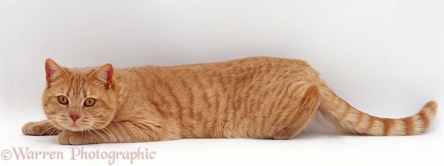 Cream British Shorthair male cat, Horatio, crouching down, white background