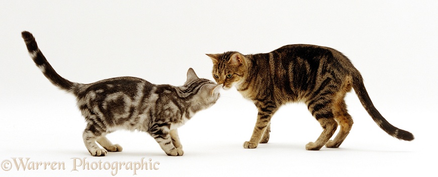 Old tabby female cat, Dipsy, sniffing noses with young Silver tabby, Fleur, white background