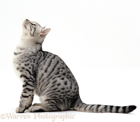 Silver spotted shorthair male cat, Arum, 5 months old, sitting looking up, back hunched, white background