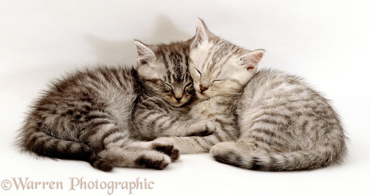 Sleeping silver tabby (Chinchilla x Persian) kittens. 8 weeks old, white background