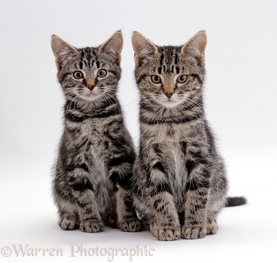 Silver tabby male and female kittens, 8 weeks old, white background