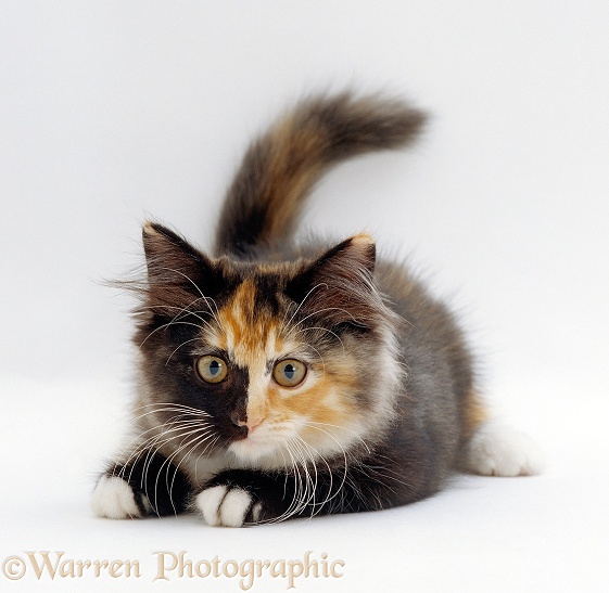 Longhair tortoiseshell kitten, Maisie, 9 weeks old, white background