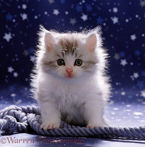 Cute fluffy silver-and-white kitten, 7 weeks old, with rope and starry background