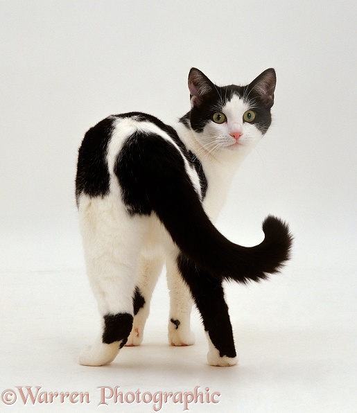 Black-and-white female cat, Marge, looking back, white background