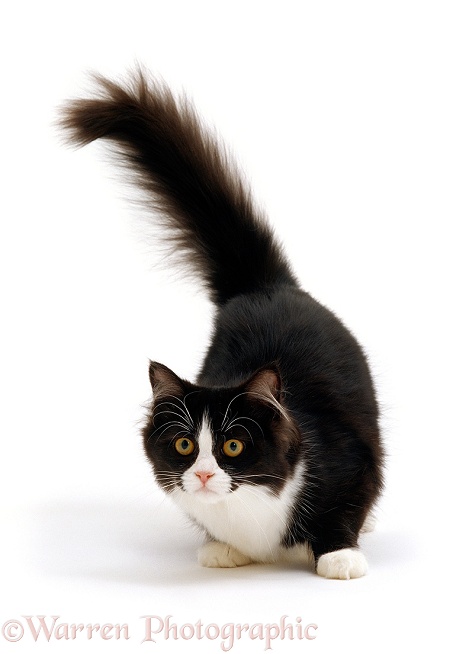 Black-and-white semi-longhaired female cat, Flora, 6 months old, white background