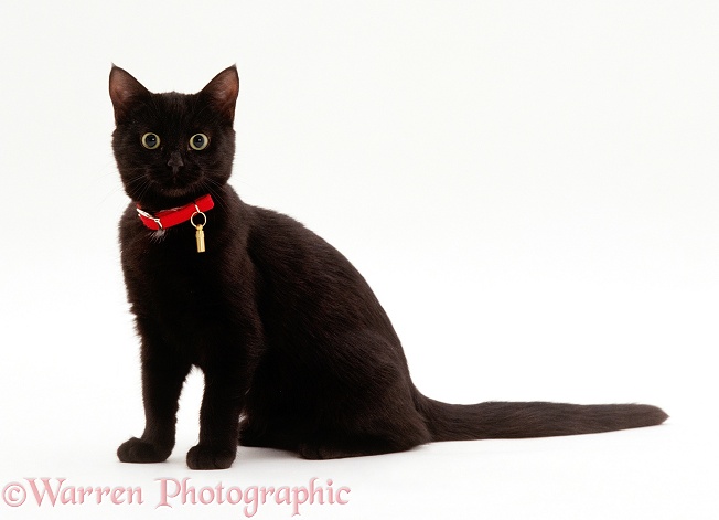 Black female kitten, 4 months old, wearing collar and tag, white background
