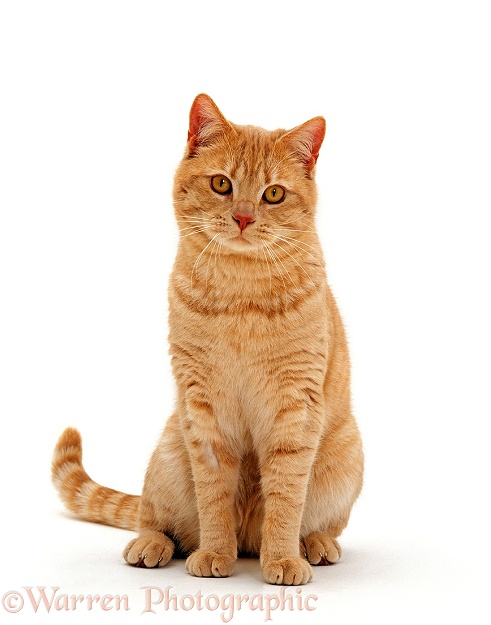 Cream British shorthair male cat, Horatio, sitting, white background