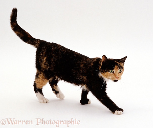 Polydactyl tortoiseshell cat, Tortie-toes, showing muscle wastage and in poor condition, white background