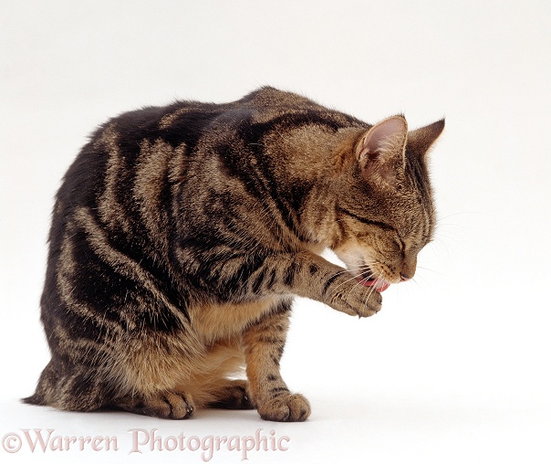 Manx cat, Stumpy, washing a paw, white background