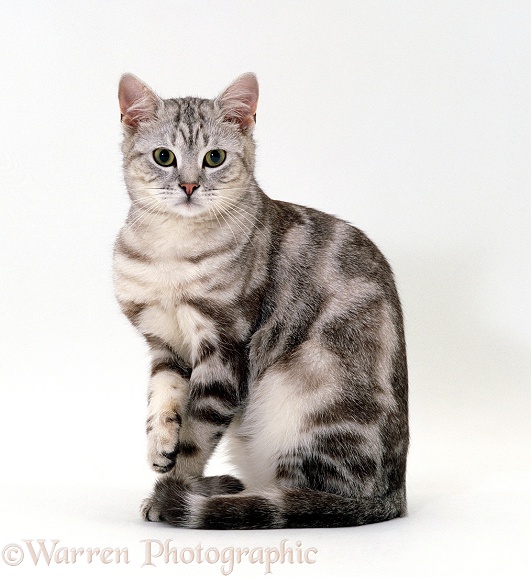Silver tabby male cat, Butterfly, 1 year old. Sequence 4 of 5, white background