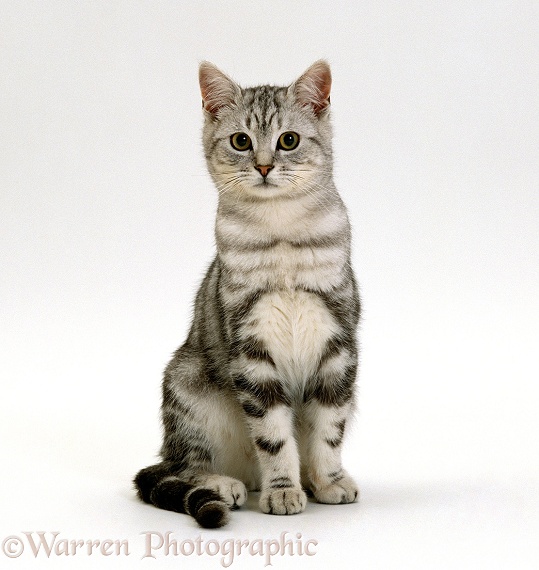 Silver tabby male cat, Butterfly, white background