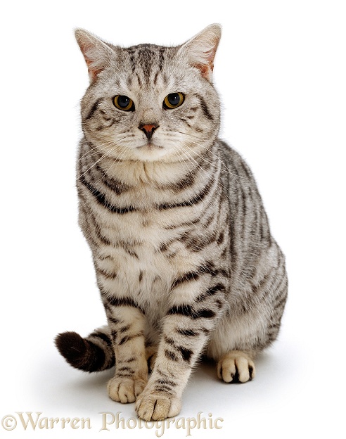 British Shorthair silver spotted tabby male cat, Zorro, 9 years old, white background